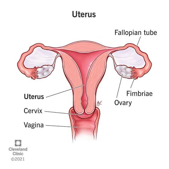 Healed Womb